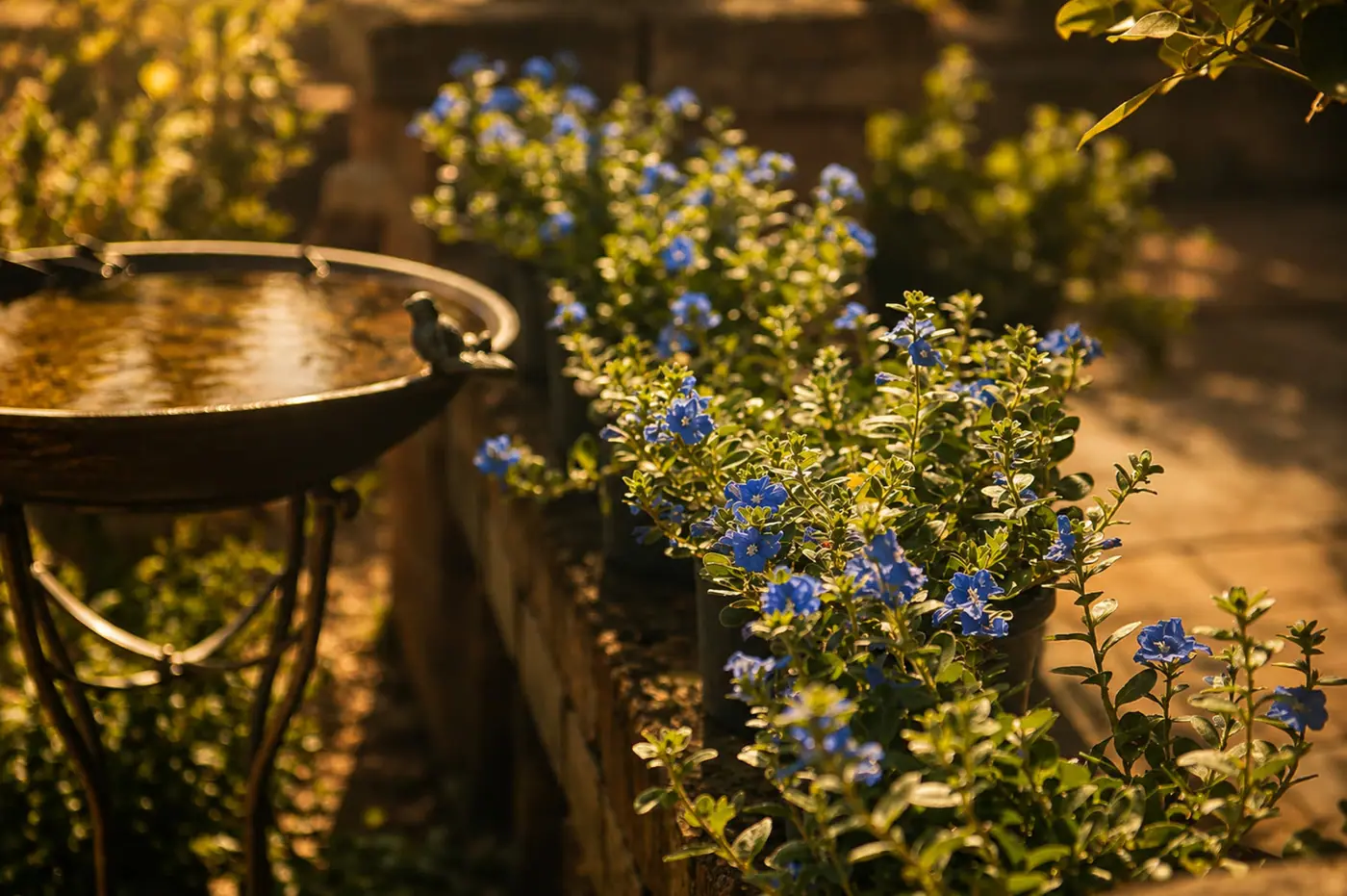 Planting and landscape finish