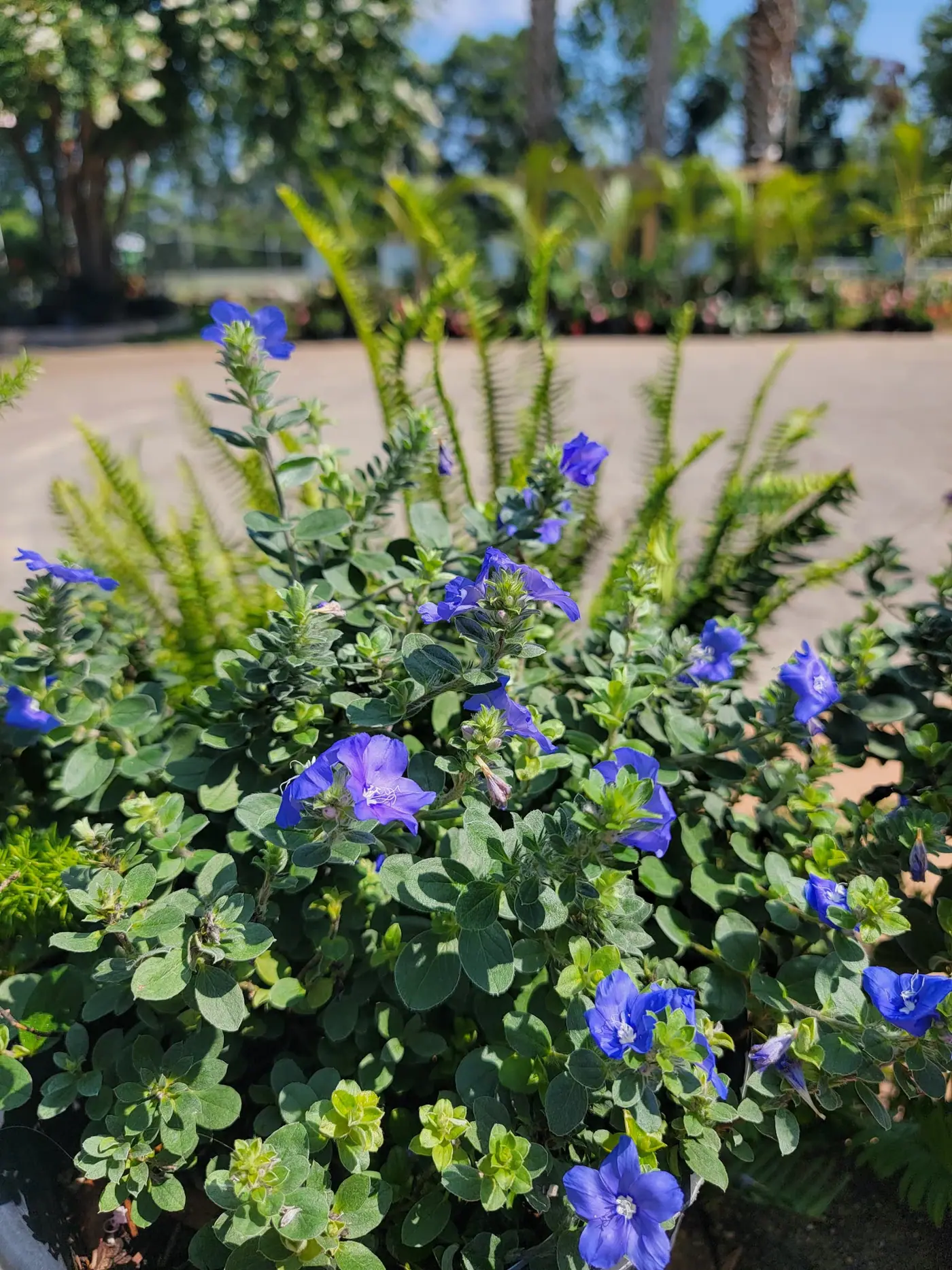 Plants