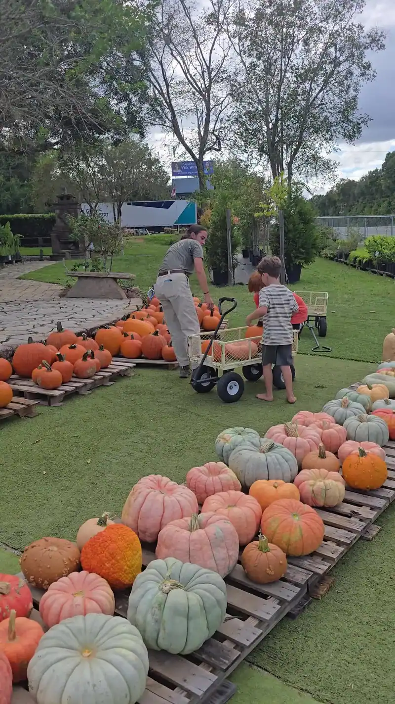 May Day pumpkin patch